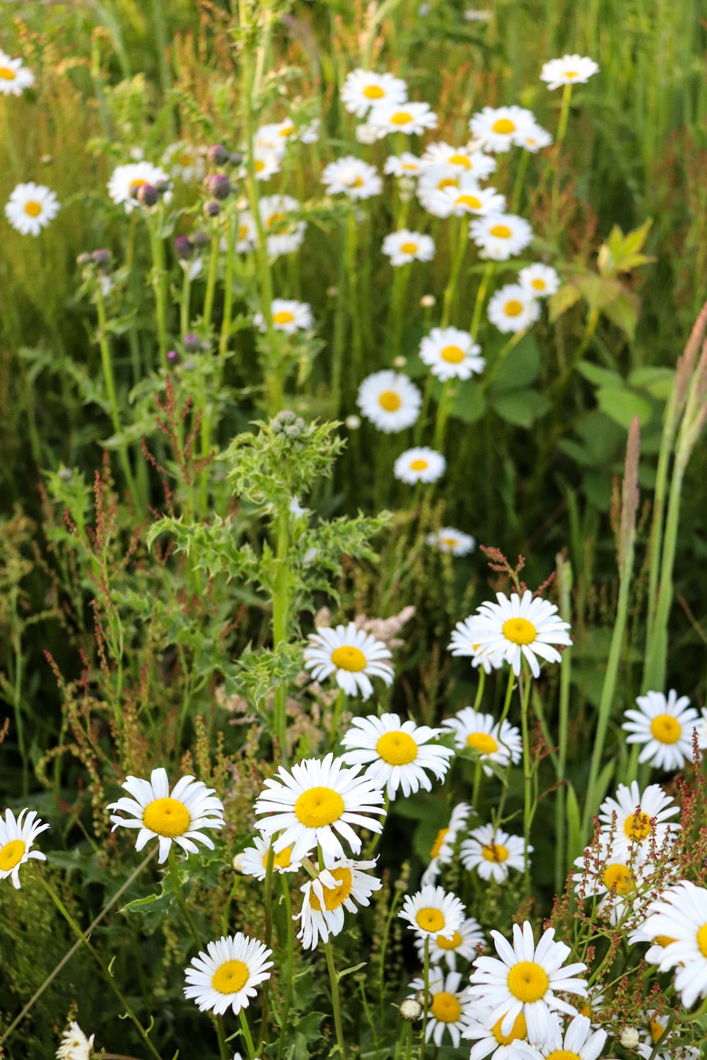 weiße und violette Blüten tagsüber