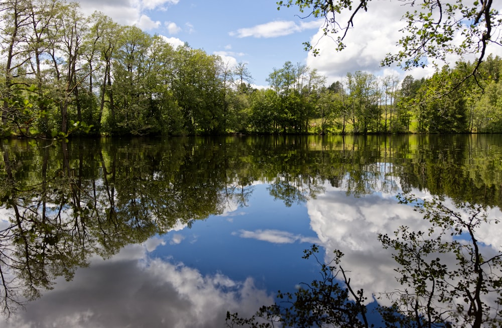 green trees beside river under blue sky during daytime