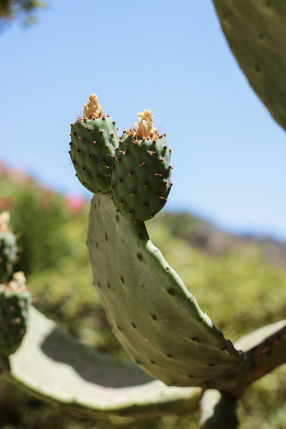 a close up of a cactus plant with a sky background