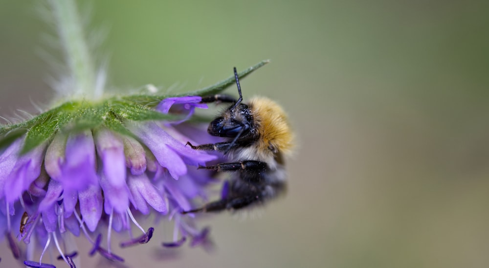 black and yellow bee on purple flower