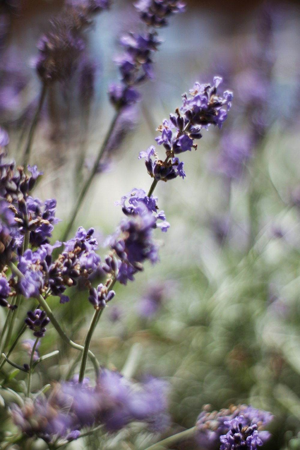 purple flower in tilt shift lens