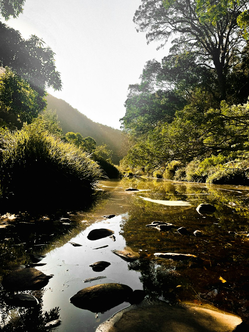 昼間の川沿いの緑の木々