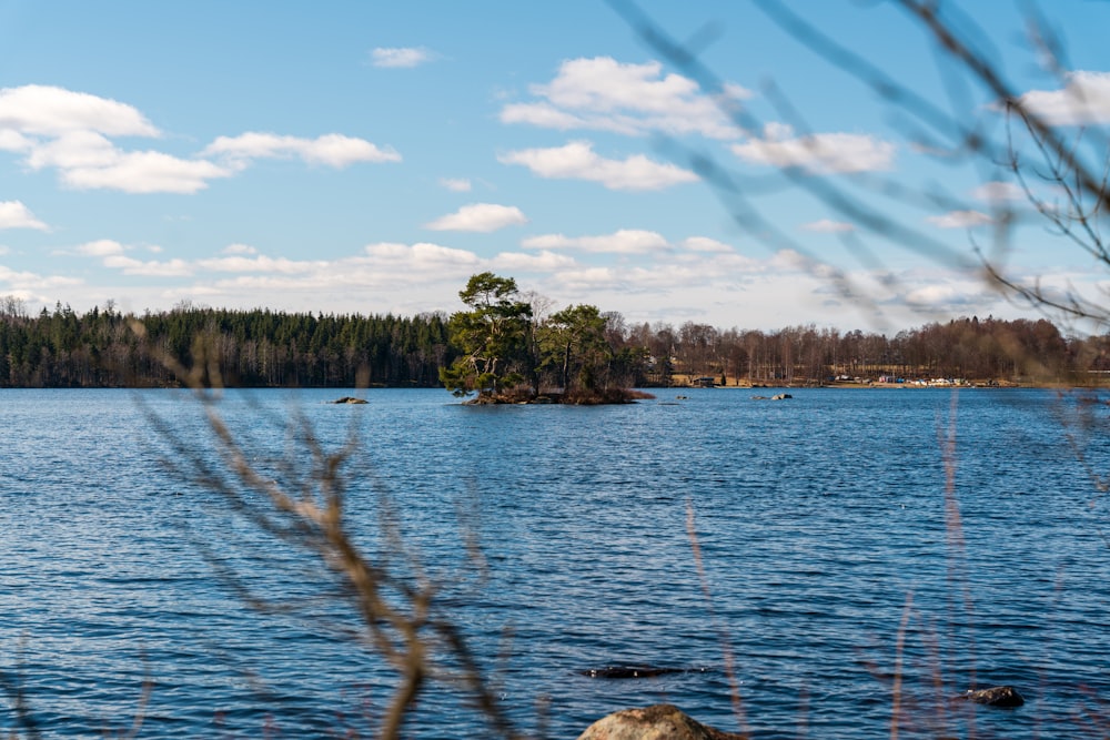 Grüne Bäume neben dem Gewässer unter blauem Himmel tagsüber