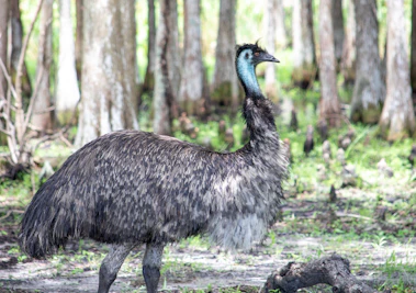black and white animal standing on green grass during daytime