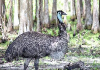 black and white animal standing on green grass during daytime