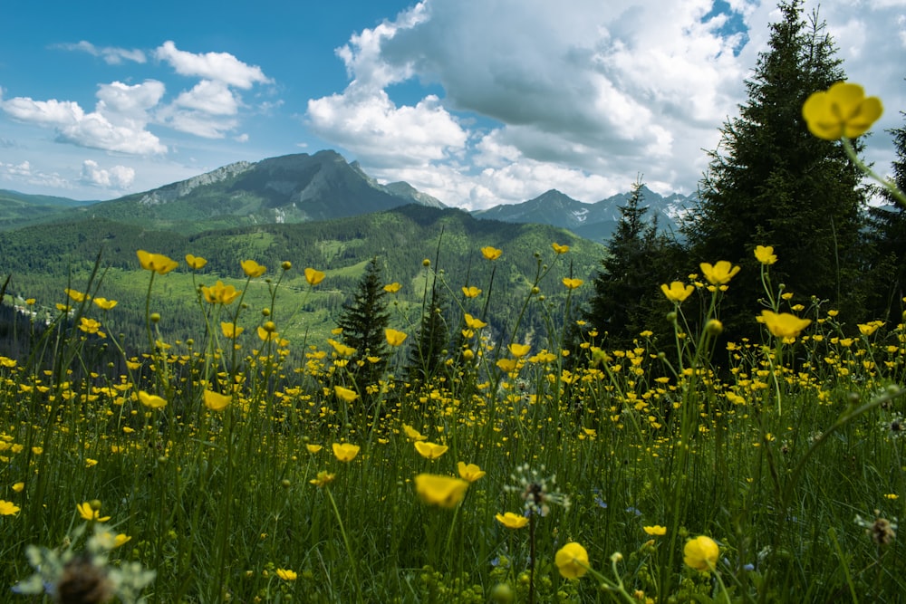 yellow flower field near green mountain under white clouds and blue sky during daytime