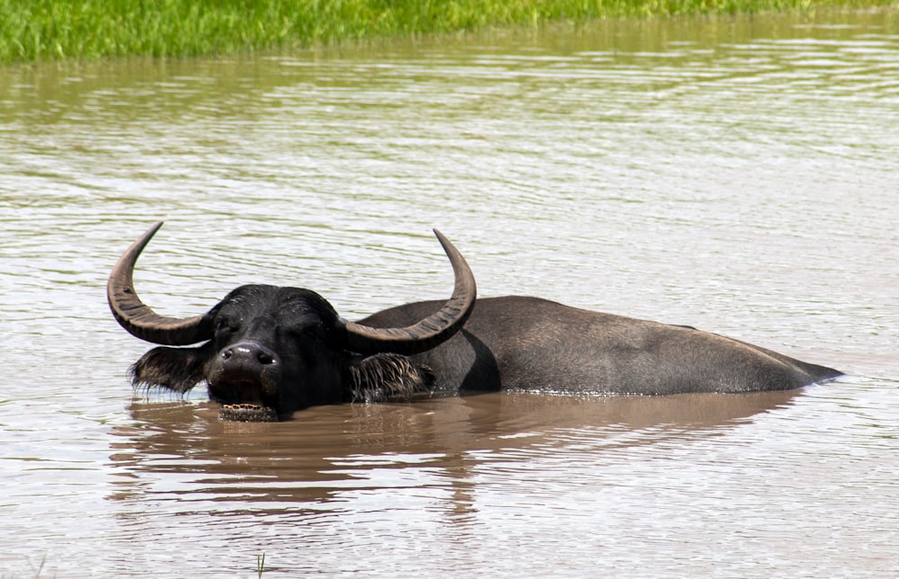 búfalo de água preta na água durante o dia
