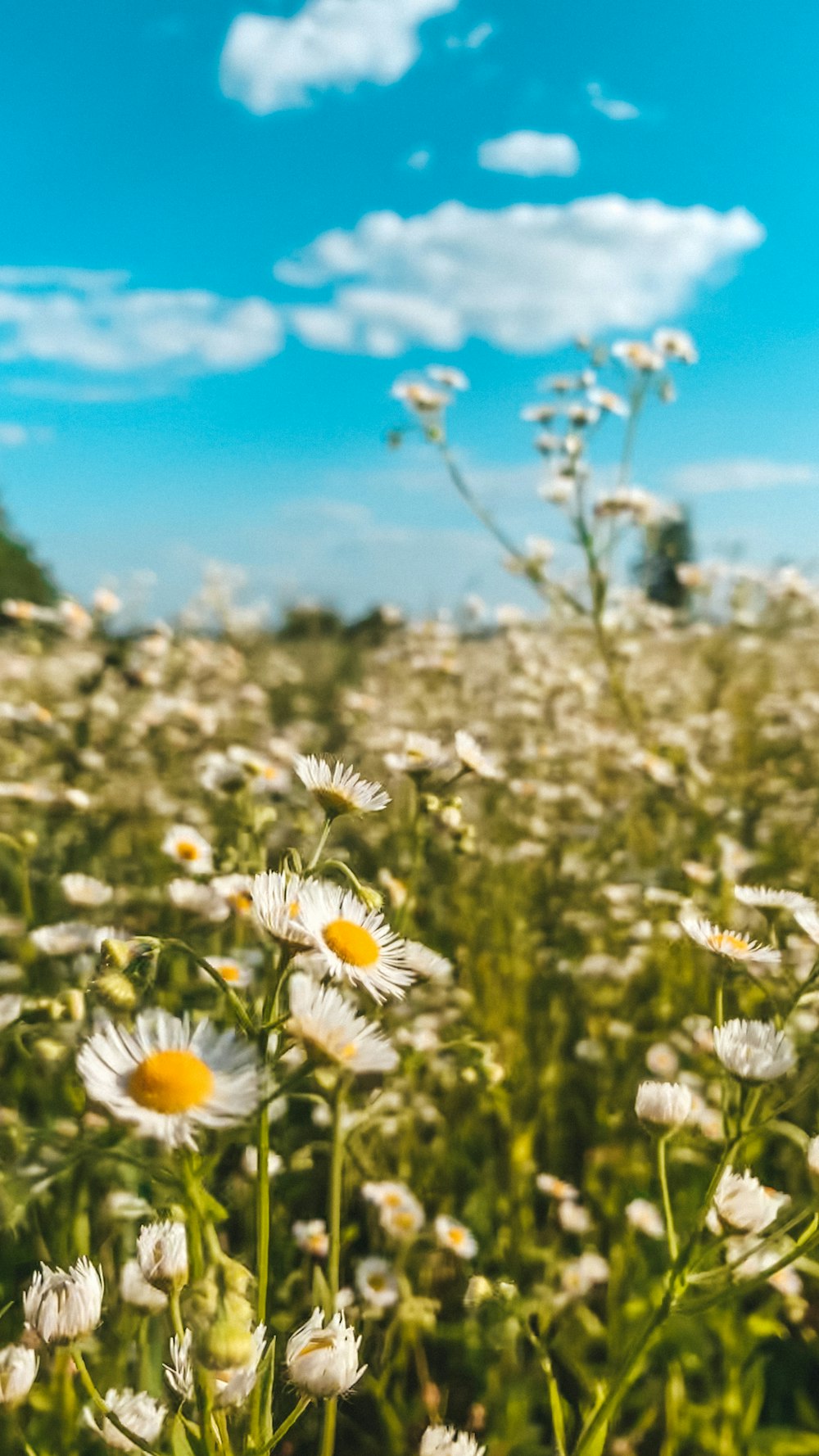 white and yellow daisy flowers in bloom during daytime