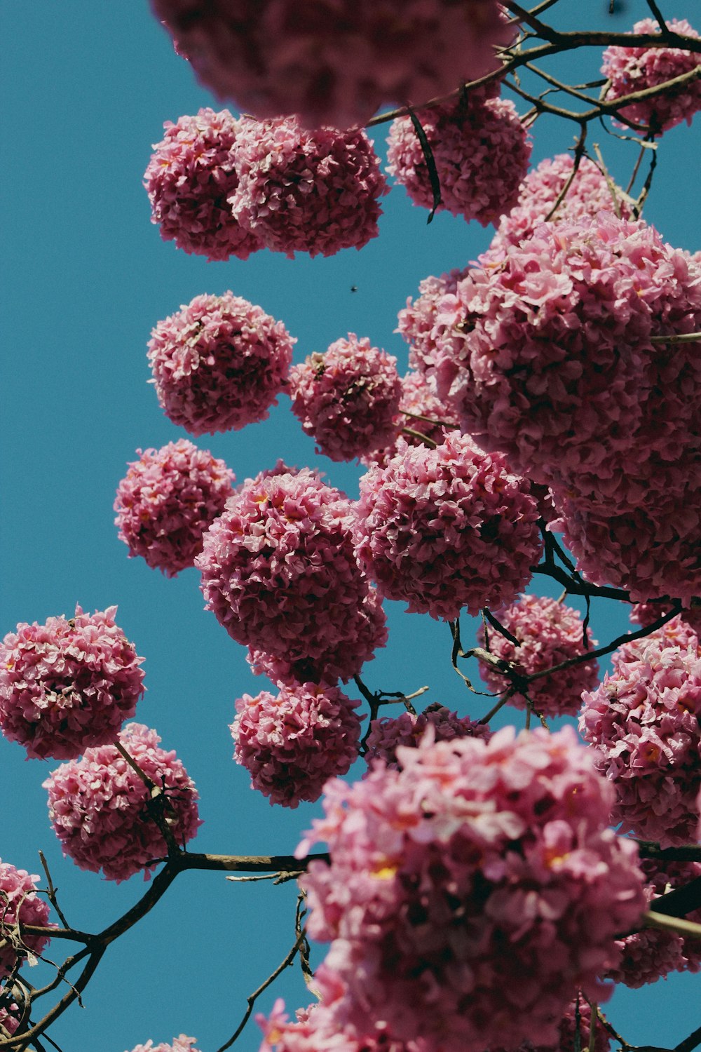 pink and white flowers during daytime