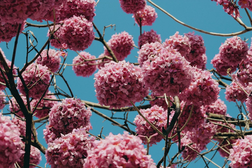 flores cor-de-rosa no ramo marrom da árvore