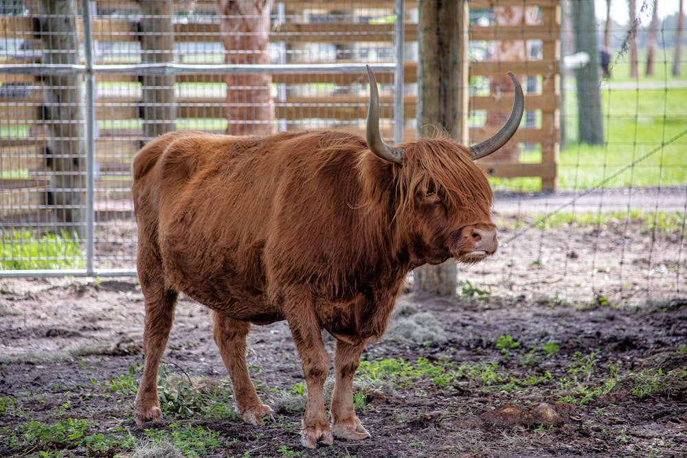 brown cow on green grass field during daytime