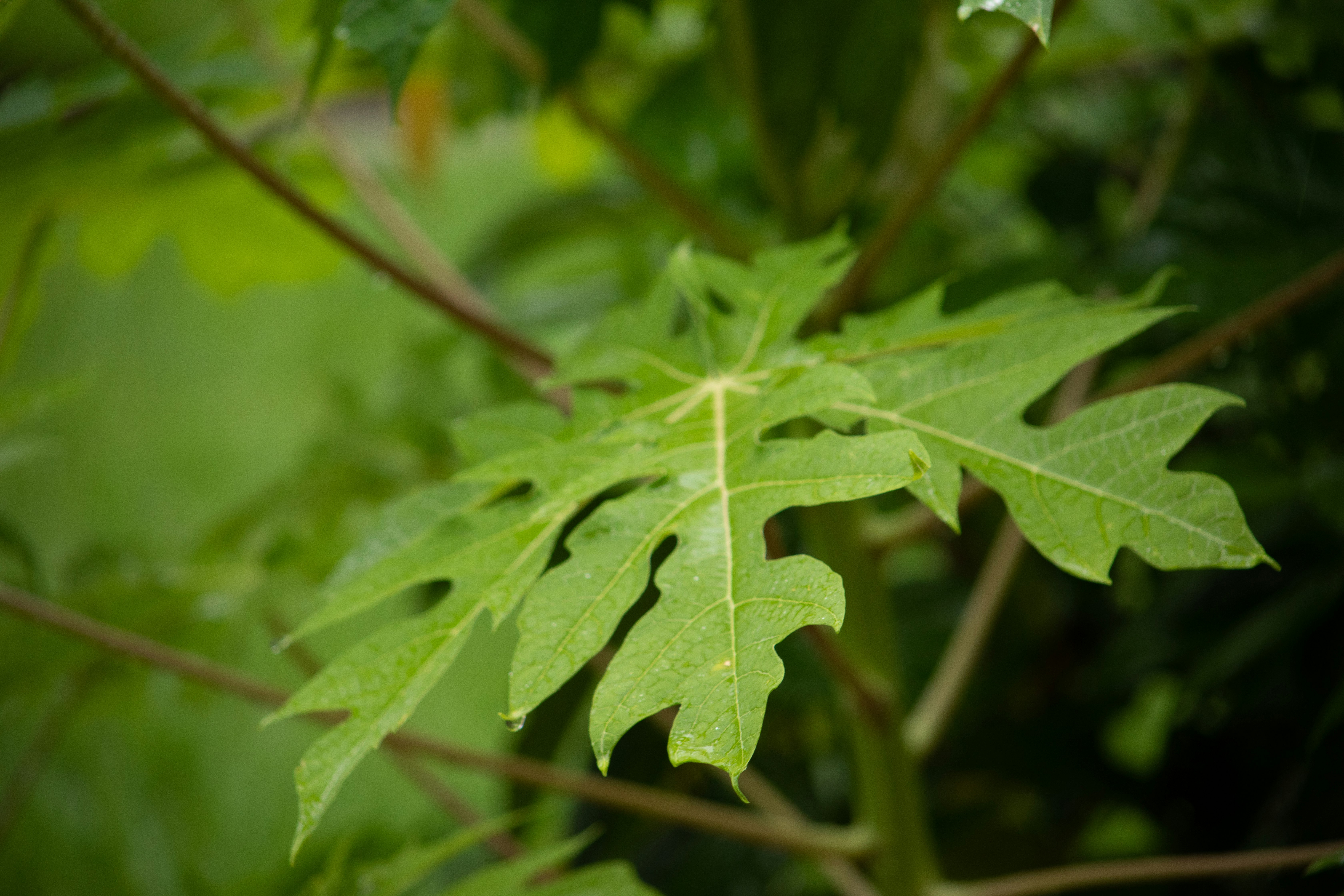 25 Incredible Ailments You Never Knew Papaya Leaf (Leaves) Could Cure