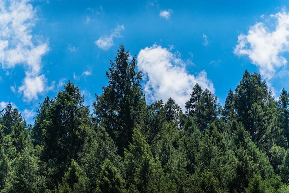 昼間の青空と白い雲の下に緑の木々