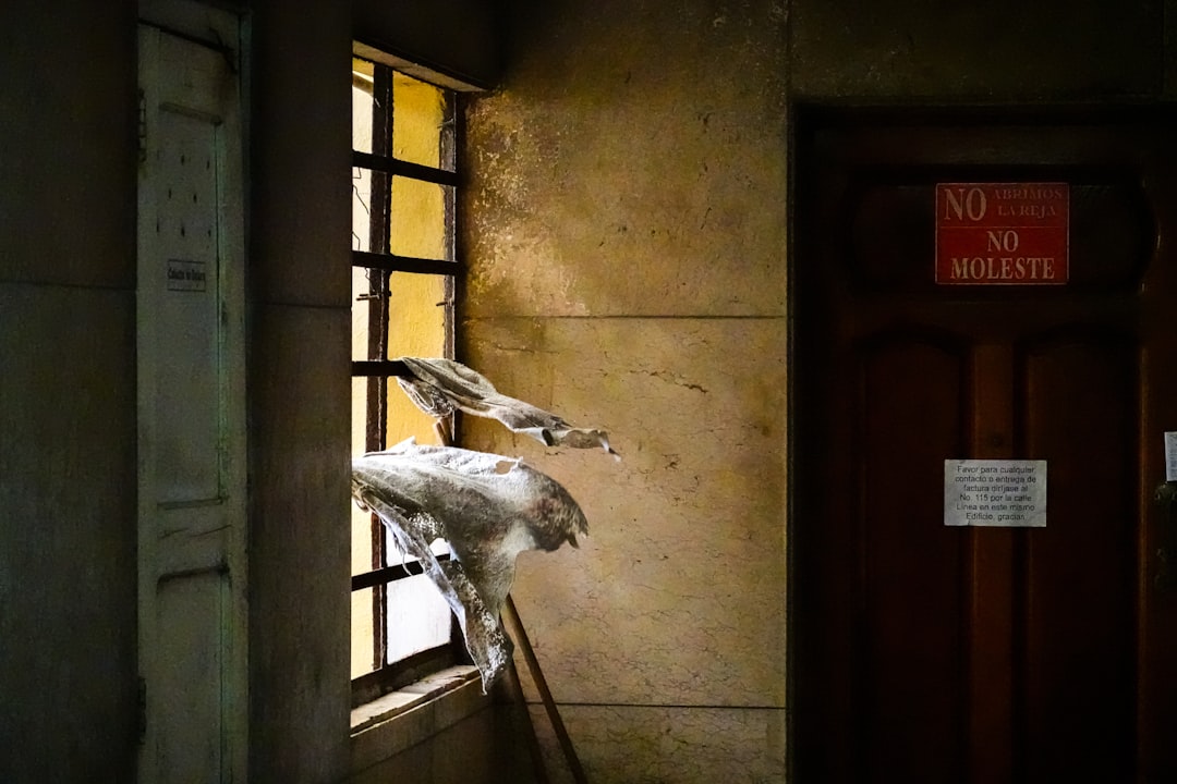 white bird on brown wooden door