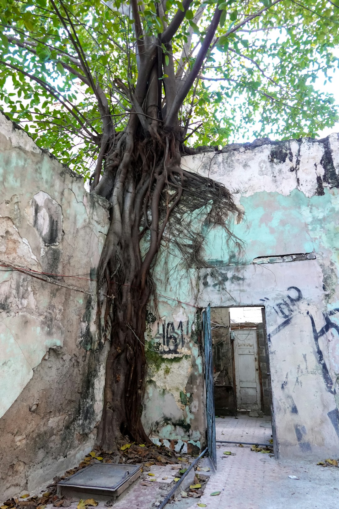 green tree beside blue concrete wall