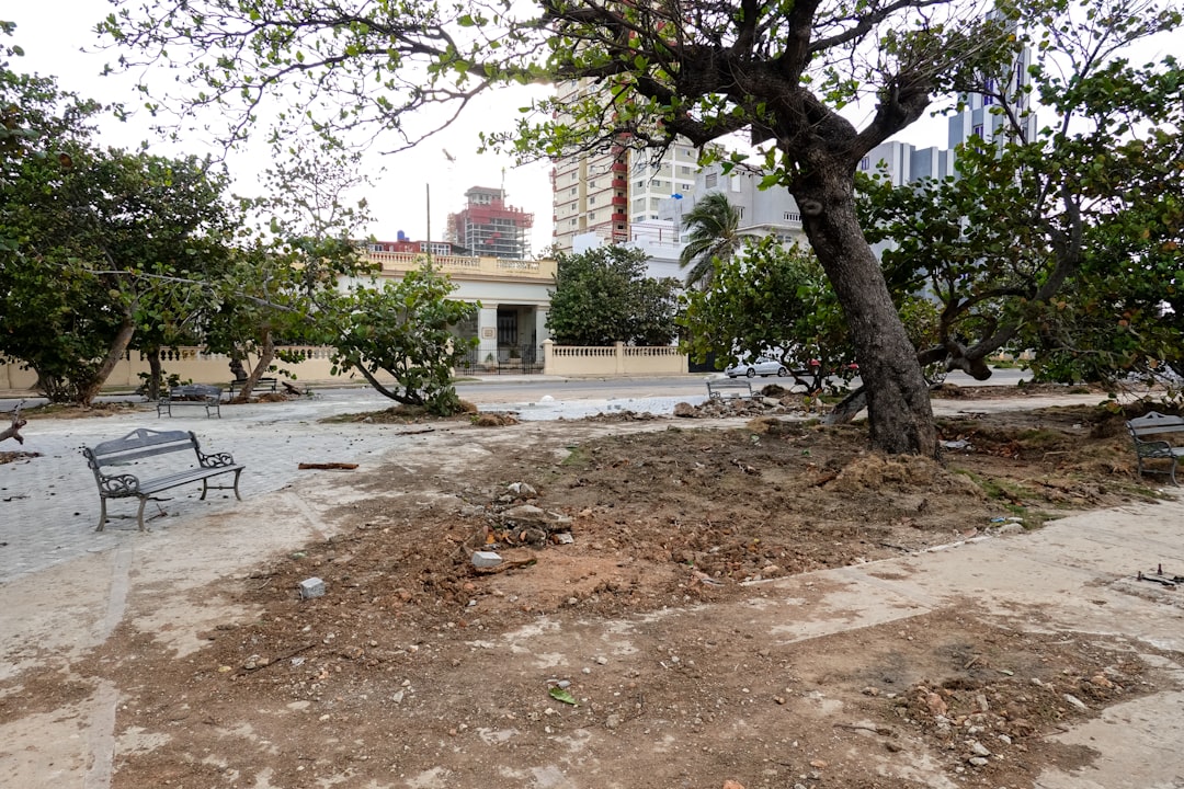 green trees near white concrete building during daytime