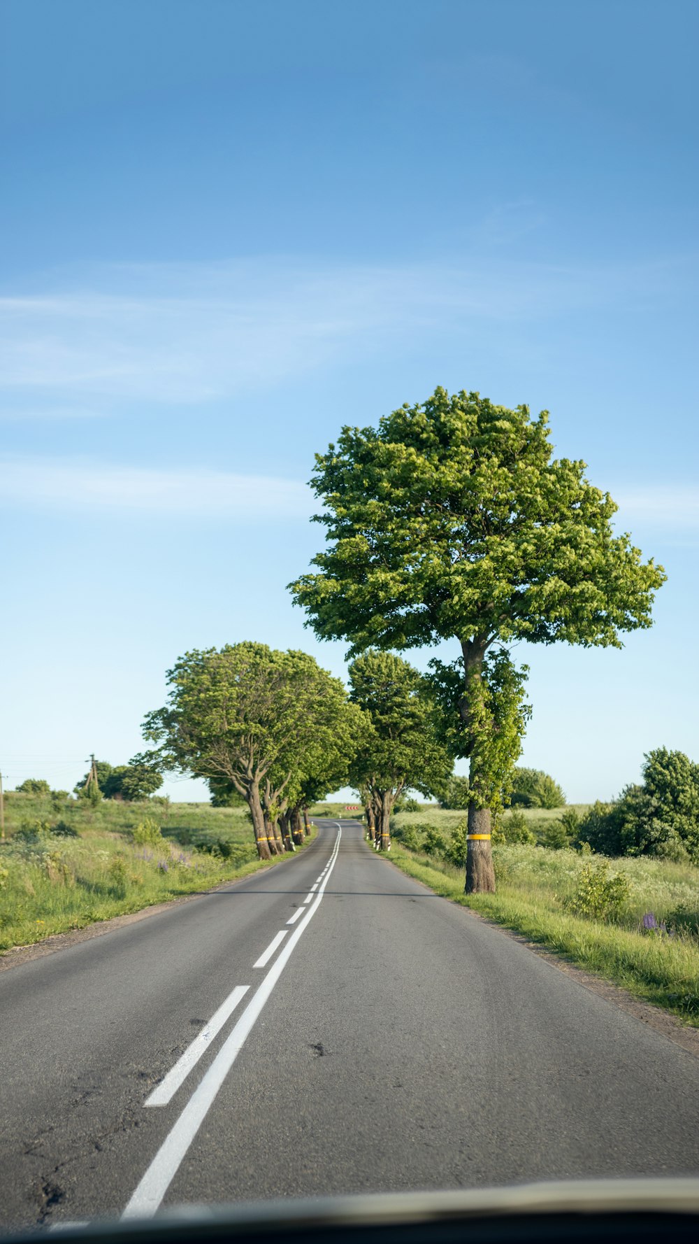 green tree beside gray asphalt road during daytime