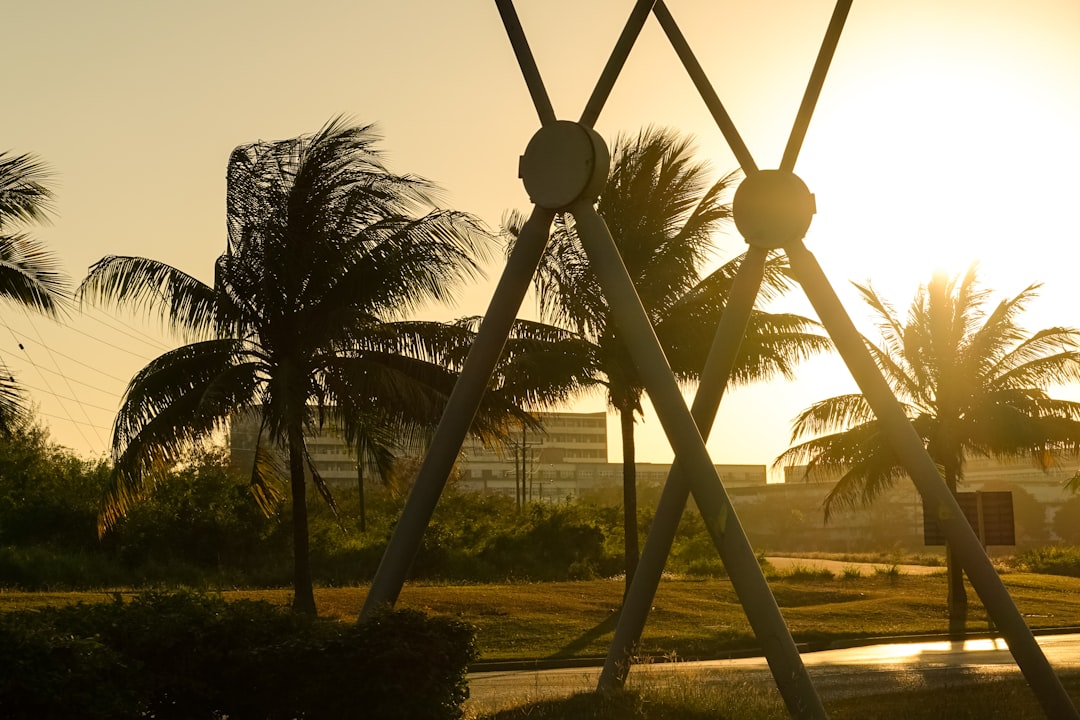 silhouette of palm trees during sunset