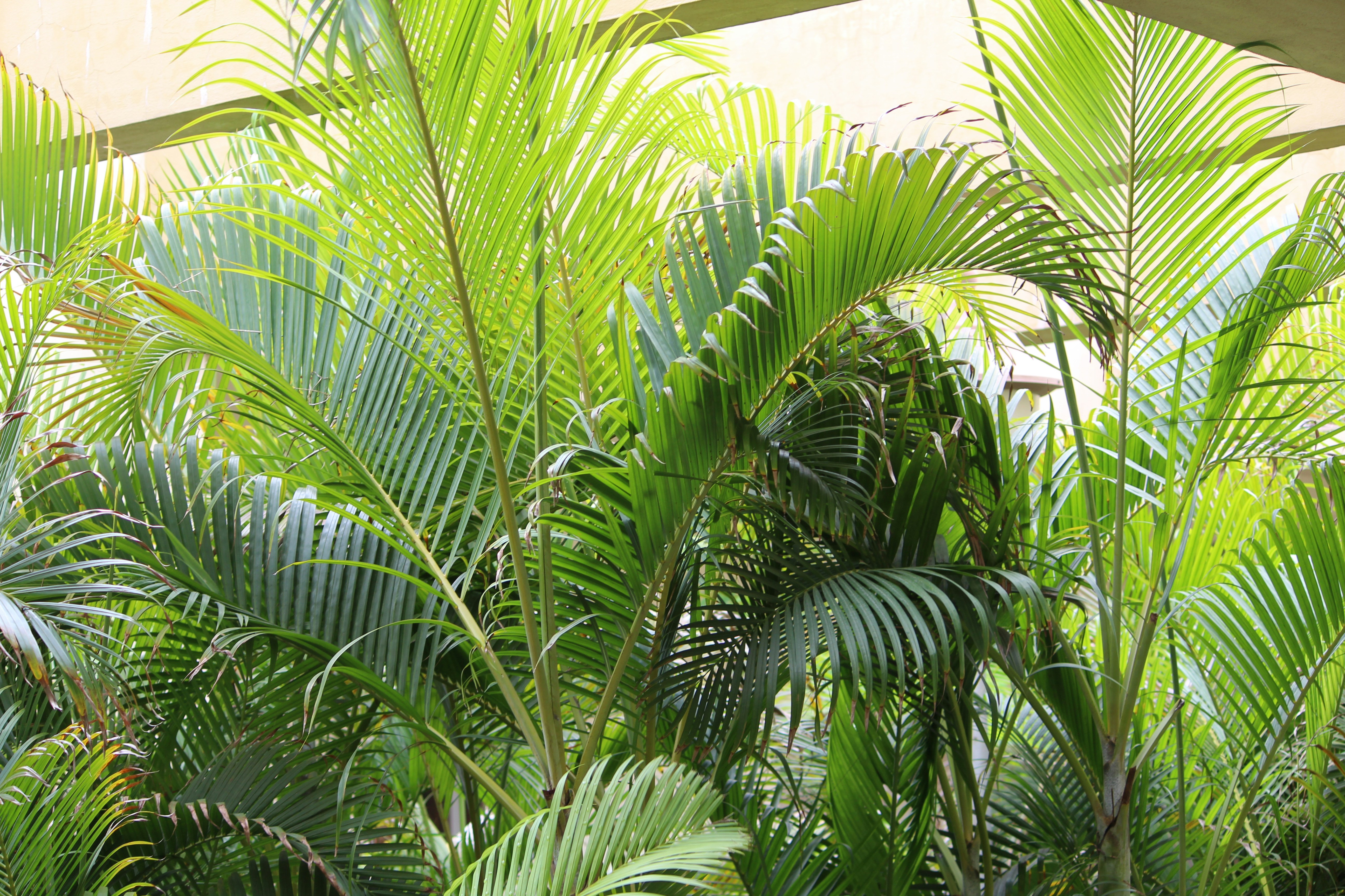 Photo by vijayachandra