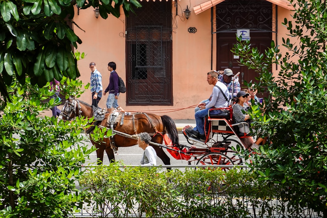 people riding horses during daytime