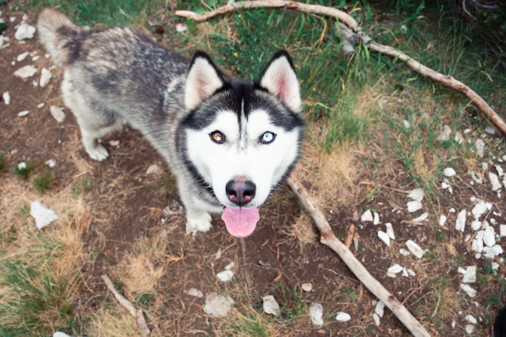 black and white siberian husky