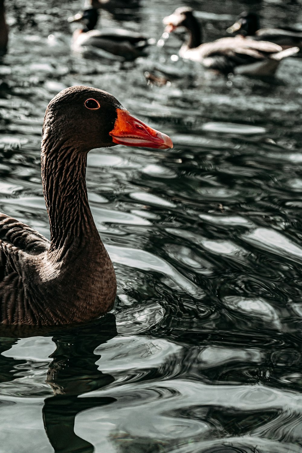 brown duck on water during daytime