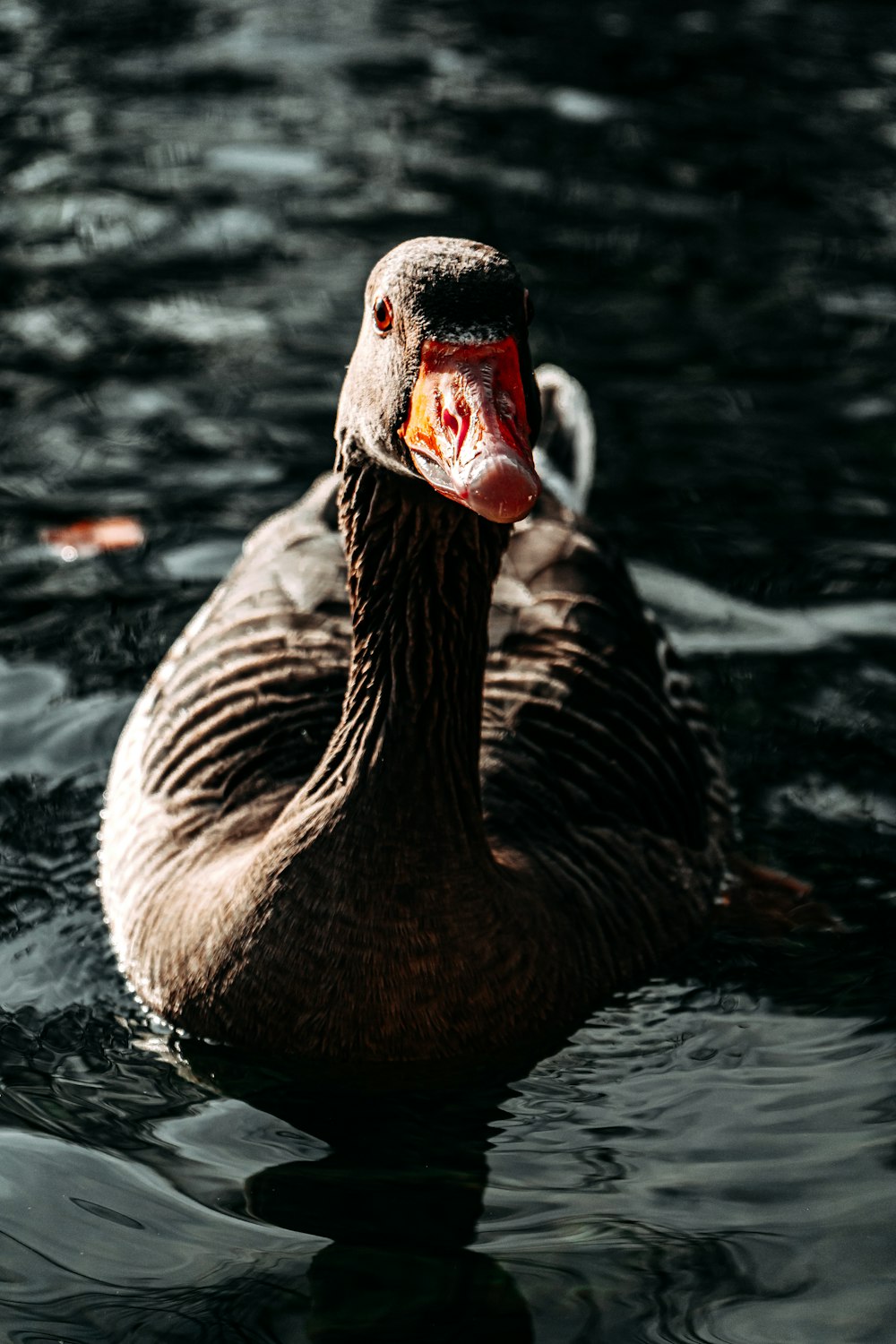 pato marrom na água durante o dia