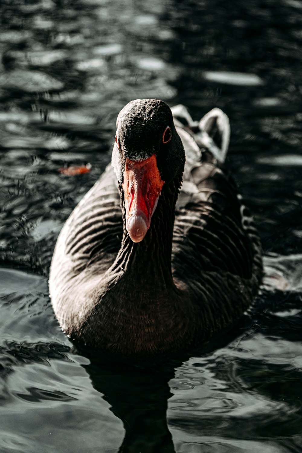 cisne cinzento na água durante o dia