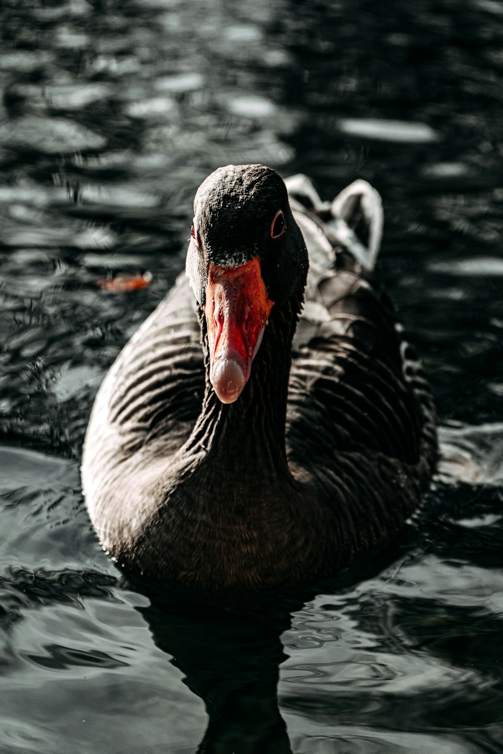 grey swan on water during daytime