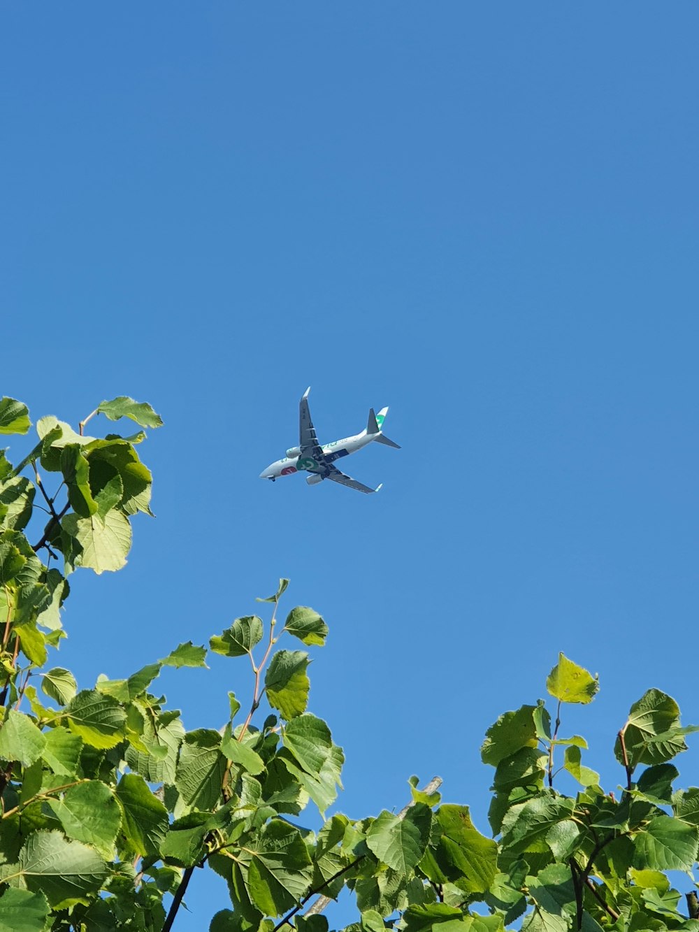 white and black airplane flying over green leaves during daytime