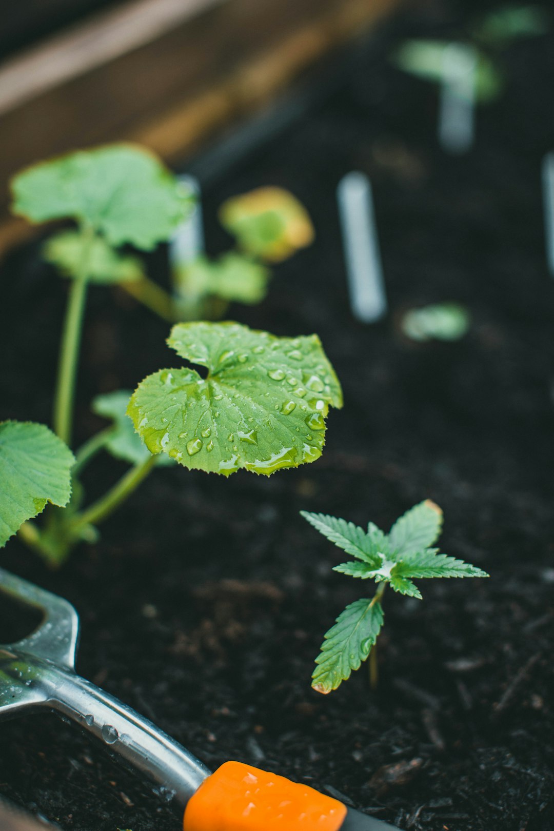 green plant on black soil