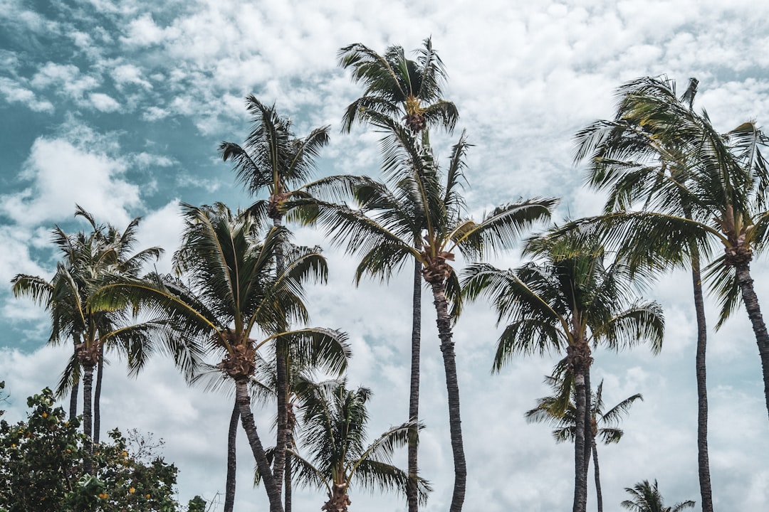 green palm tree under blue sky and white clouds during daytime