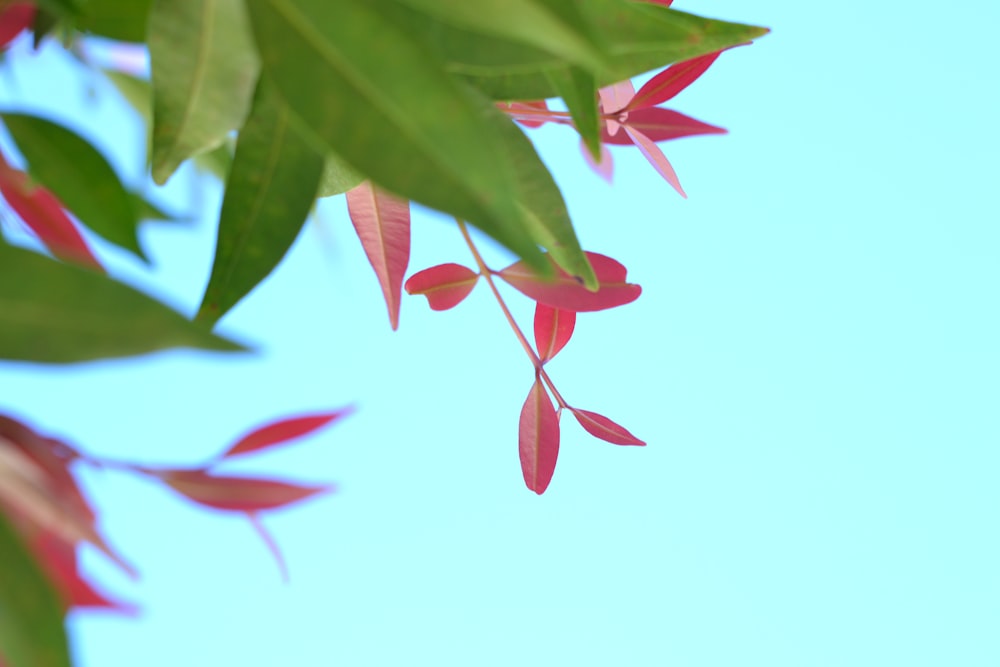 red and green leaves with white background