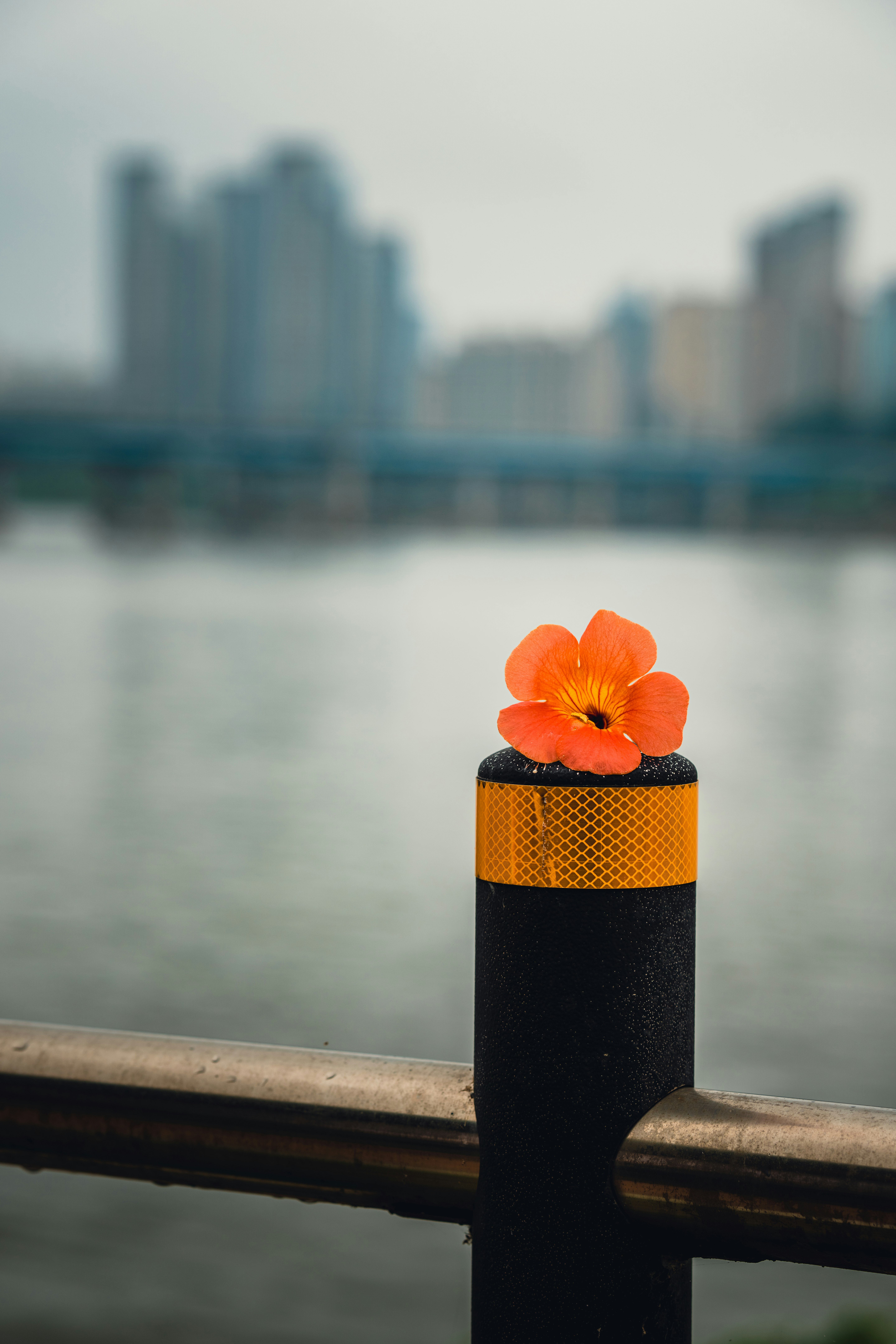 orange flower on black and yellow post