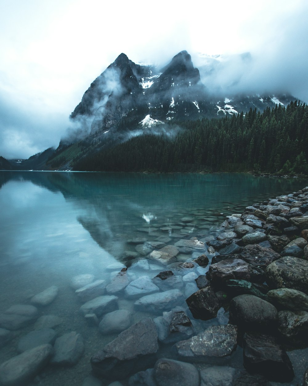 green pine trees near lake