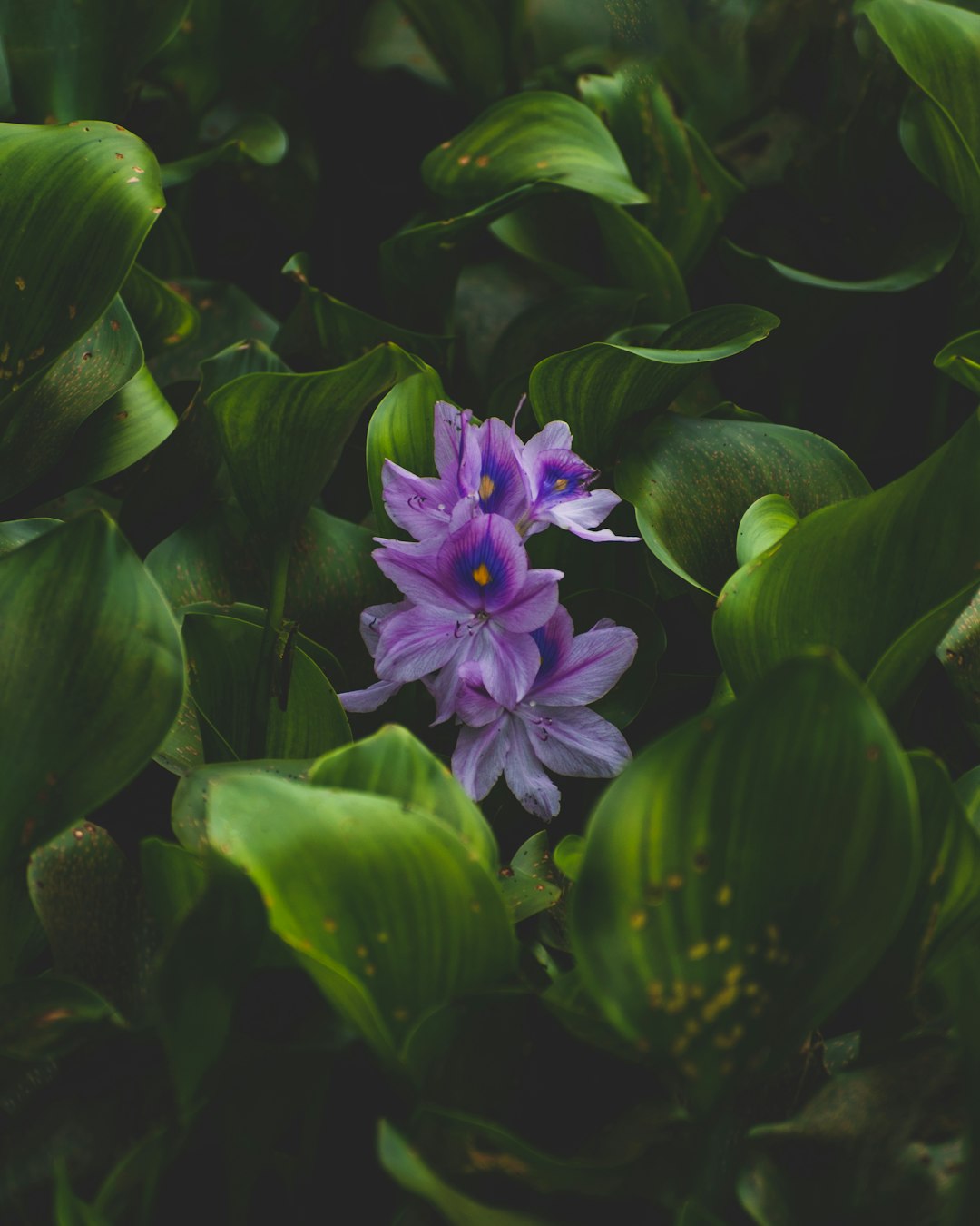 purple flower in green leaves