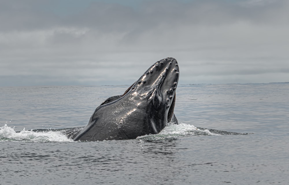 black whale on body of water during daytime