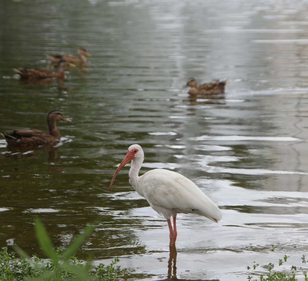 white bird on water during daytime