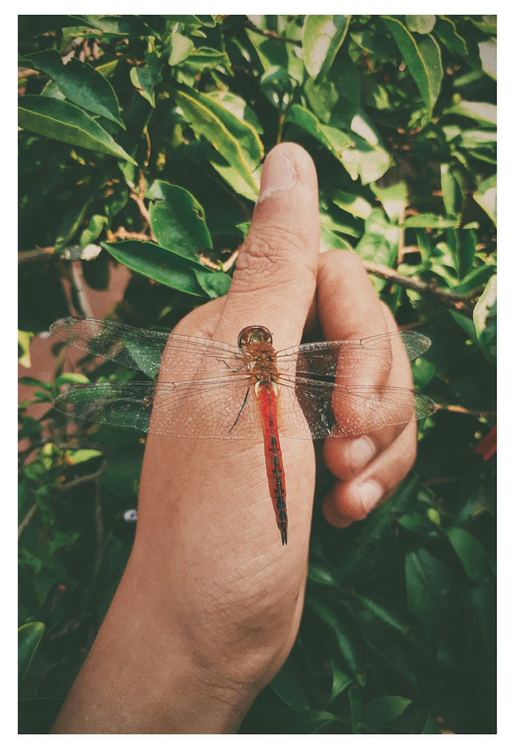 brown dragonfly on persons hand