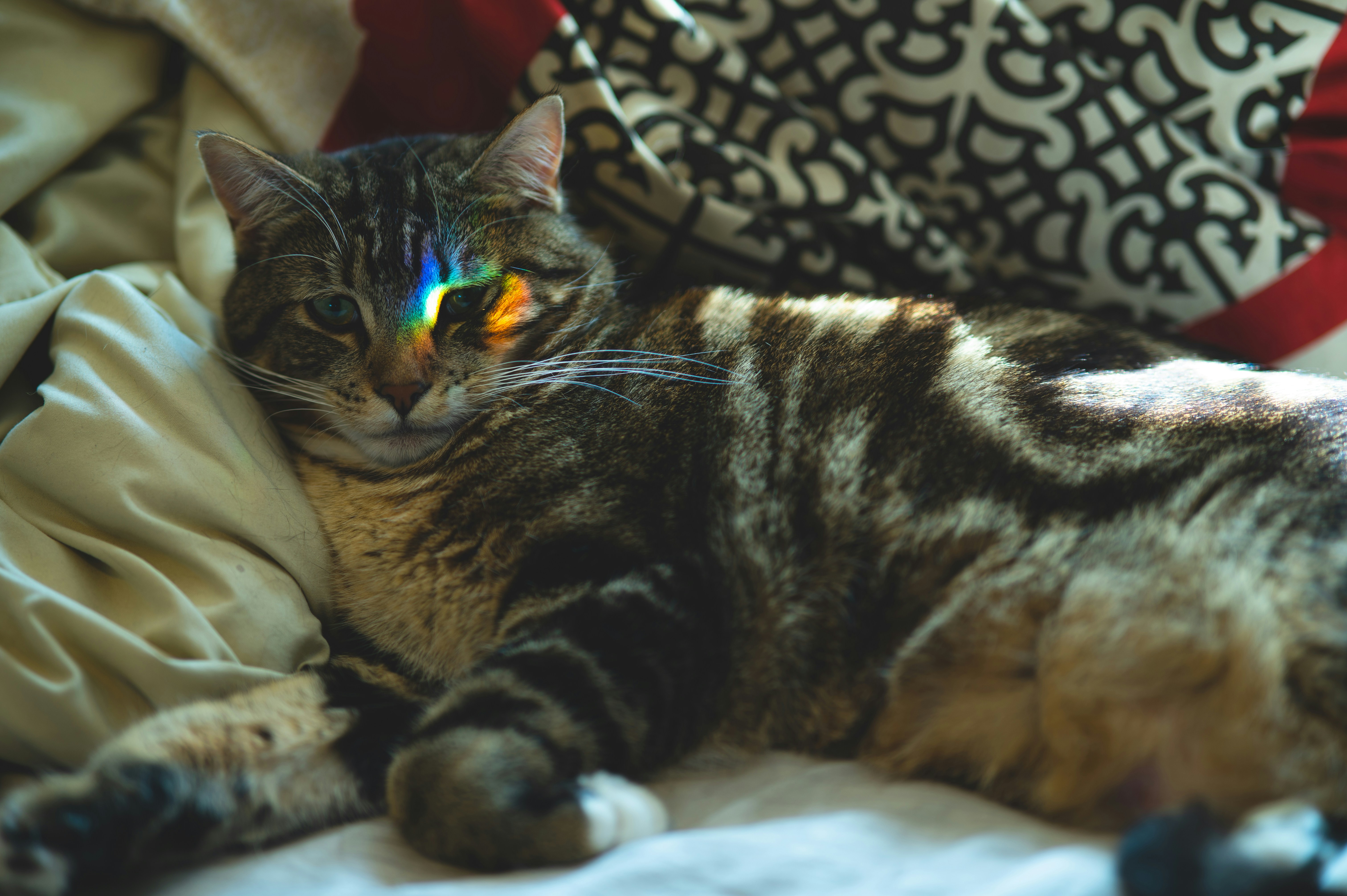 Manx: The Tailless Tactician (image credits: unsplash)