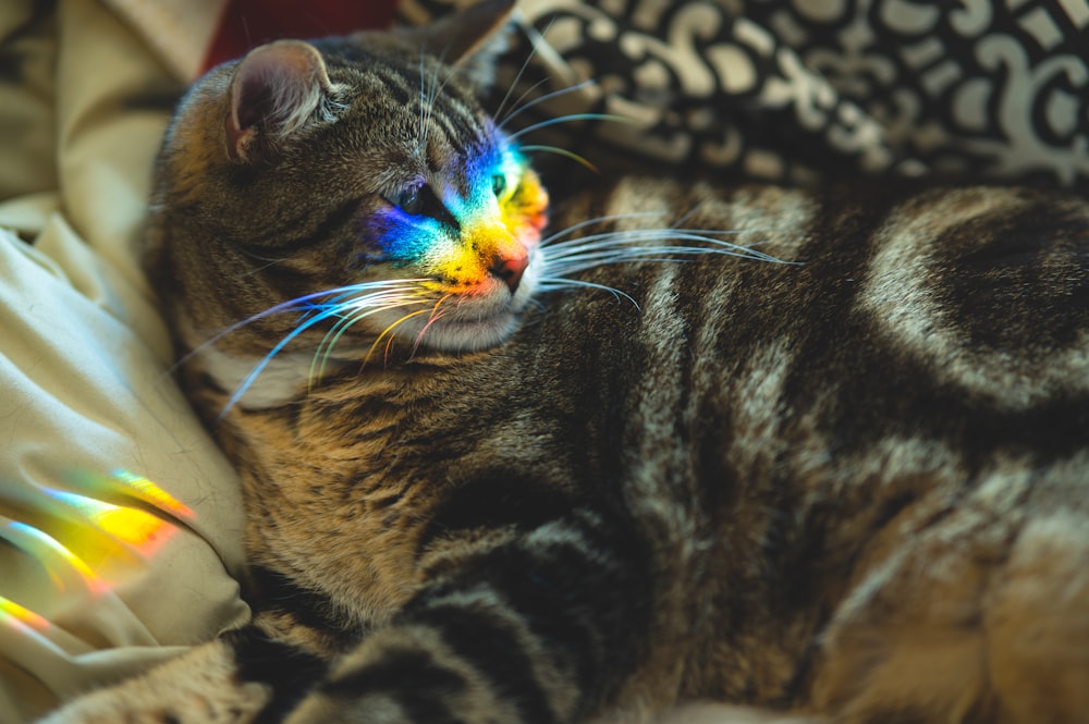 brown tabby cat lying on black and white textile