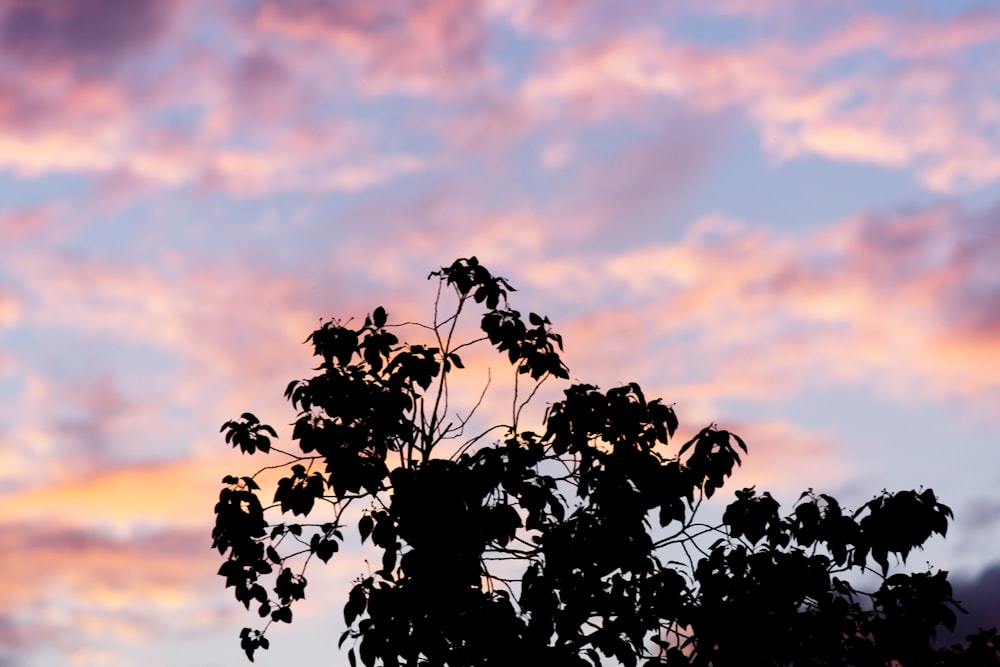 silhouette d’arbre sous ciel nuageux pendant la journée