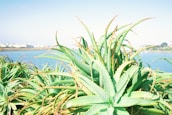 Rows of aloe vera plants stretching across the farm with a clear blue sky overhead.