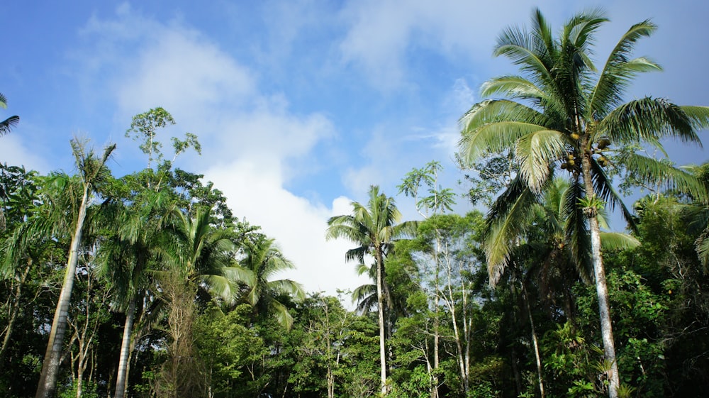 alberi di cocco verdi sotto il cielo blu durante il giorno