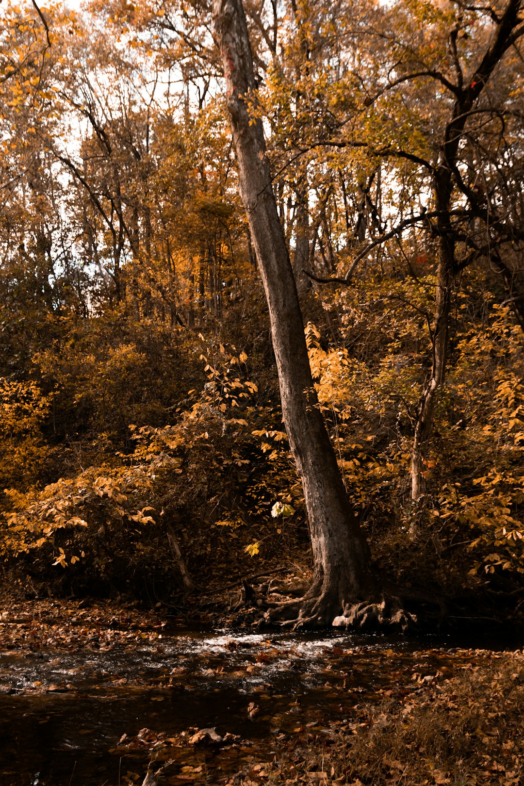 brown trees on brown grass field during daytime