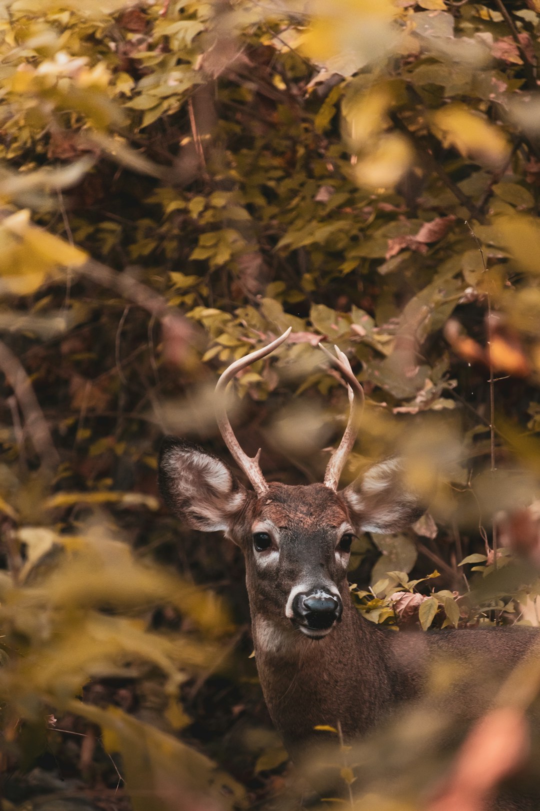 brown deer on brown leaves during daytime