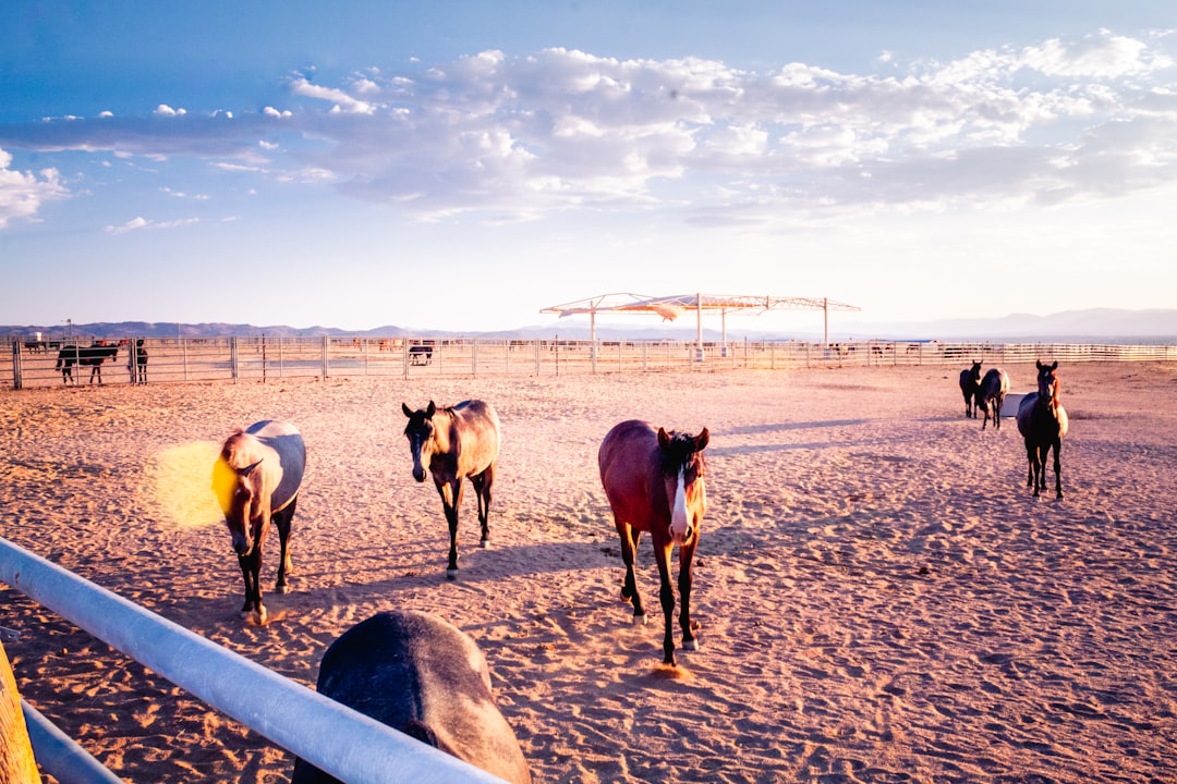 herd of horses on brown sand during daytime