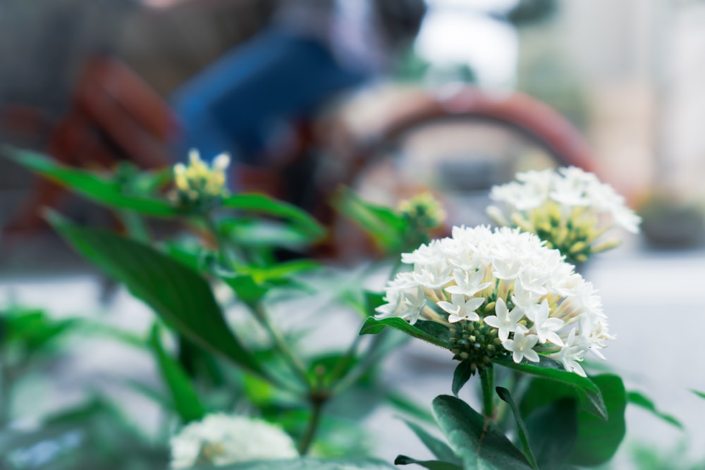 white flower with green leaves