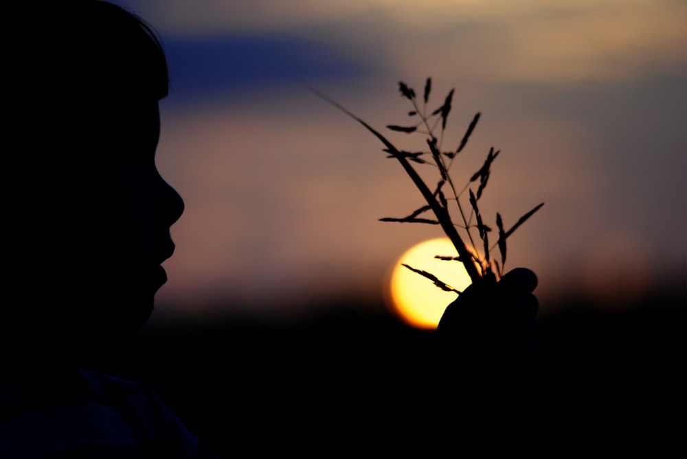 silhouette of man holding plant during sunset