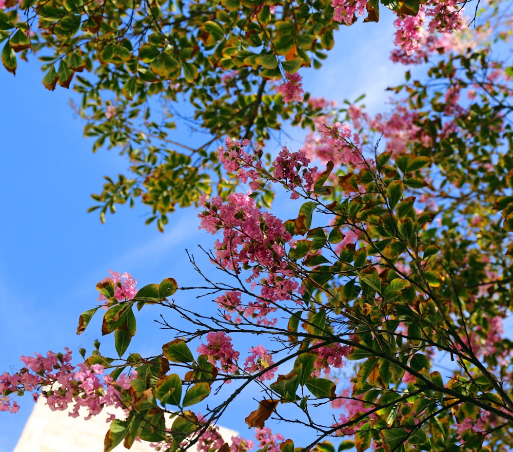 green and brown leaves under blue sky during daytime